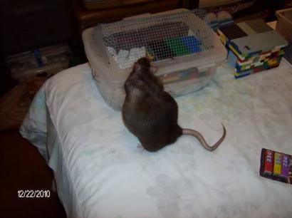 Cuddles the rat