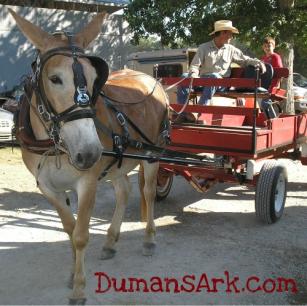 Draft Mule Wagon