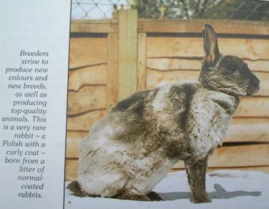 Rabbit Care book
